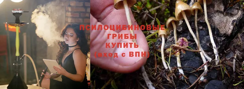 Псилоцибиновые грибы Psilocybe  купить наркотики цена  Черногорск 